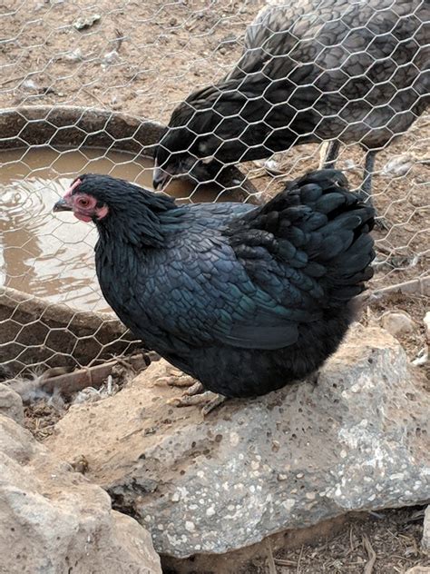 black wyandotte bantam|wyandotte bantams for sale uk.